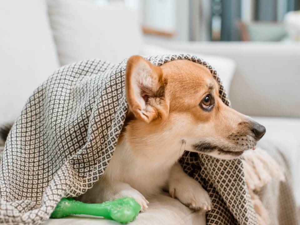 How to spot a sick dog