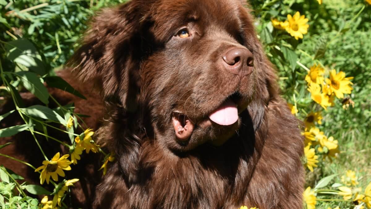 Tibetan Mastiff