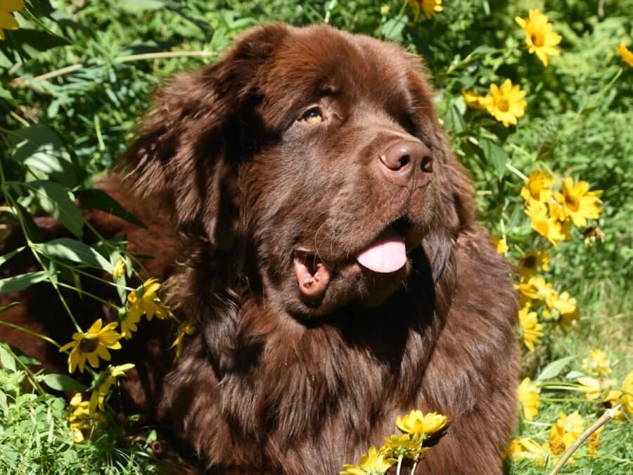 Tibetan Mastiff