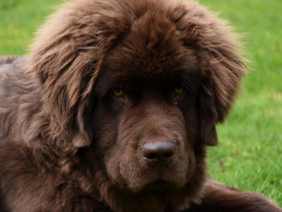 Tibetan Mastiff