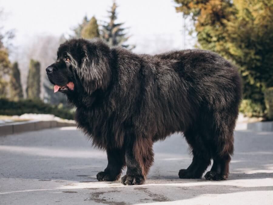 Tibetan Mastiff