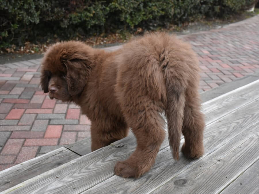 Tibetan Mastiff