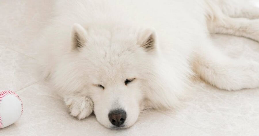 Samoyed