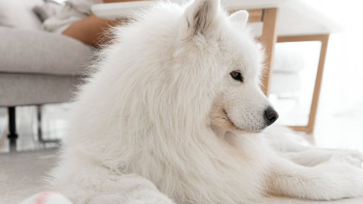 Samoyed