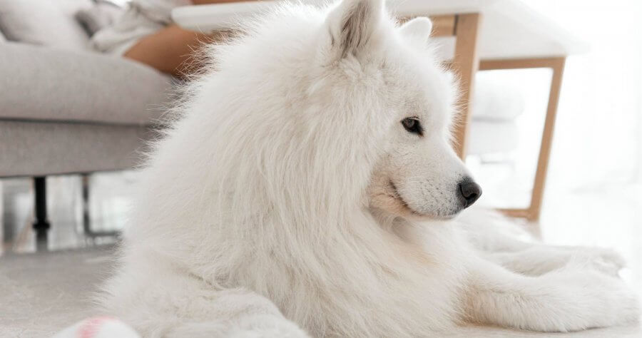 Samoyed