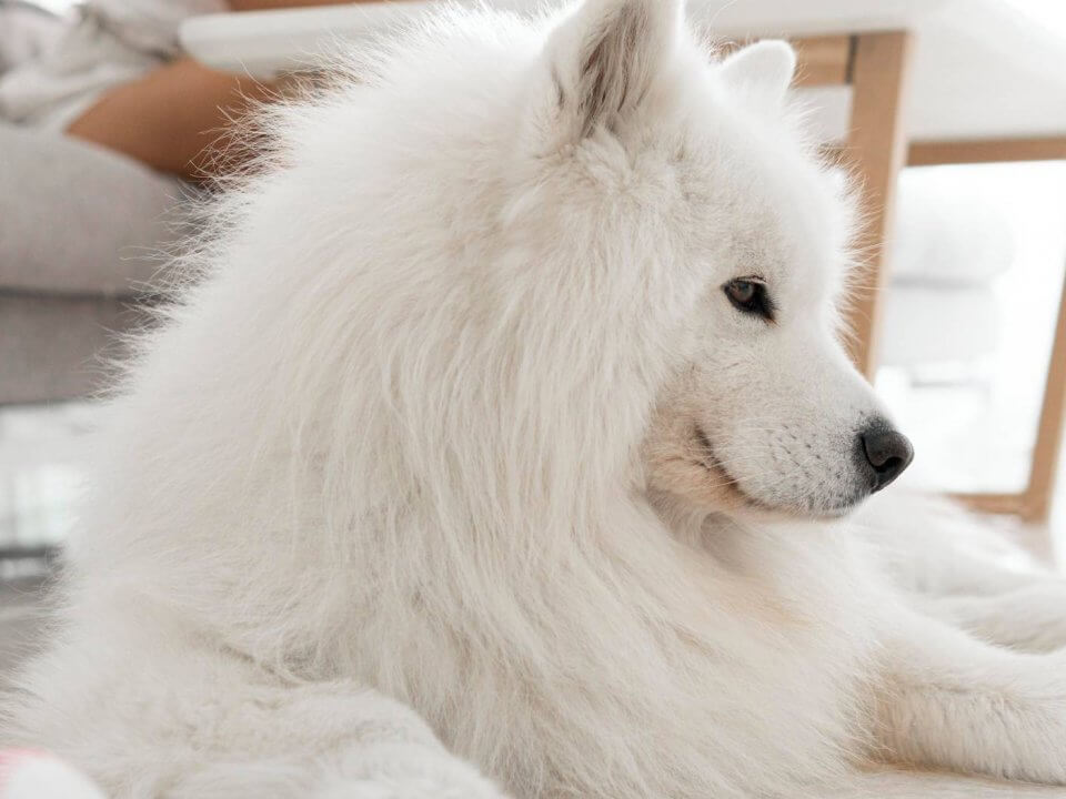 Samoyed